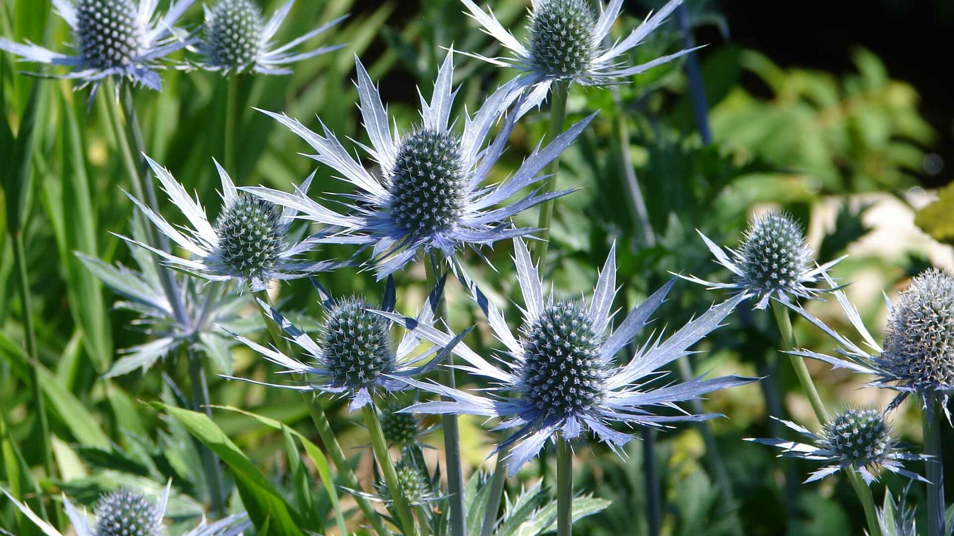 Edeldistel Eryngium für trockene sonnige Böden