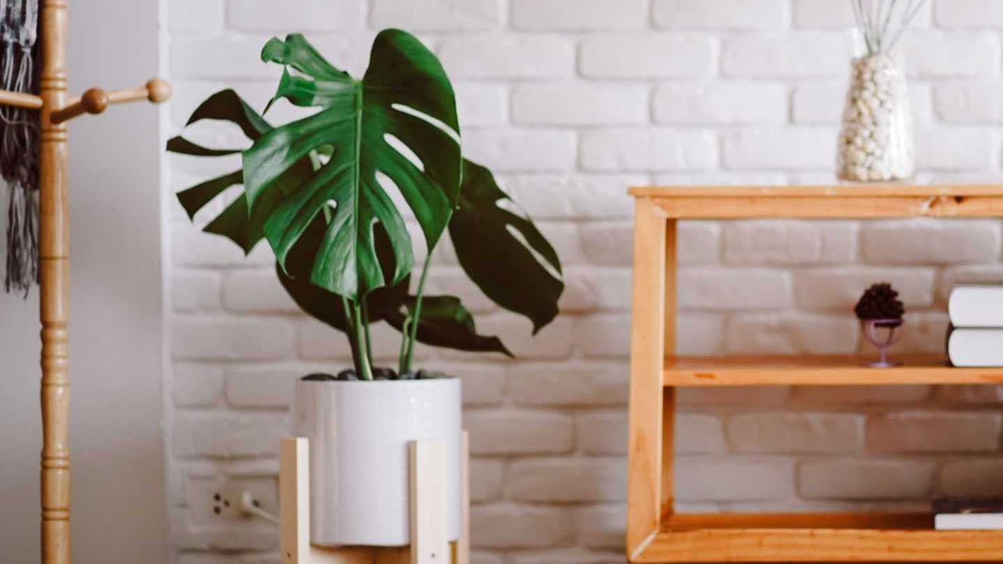 Die Monstera ist die wahrscheinlich schönste Zimmerpflanze der Welt.