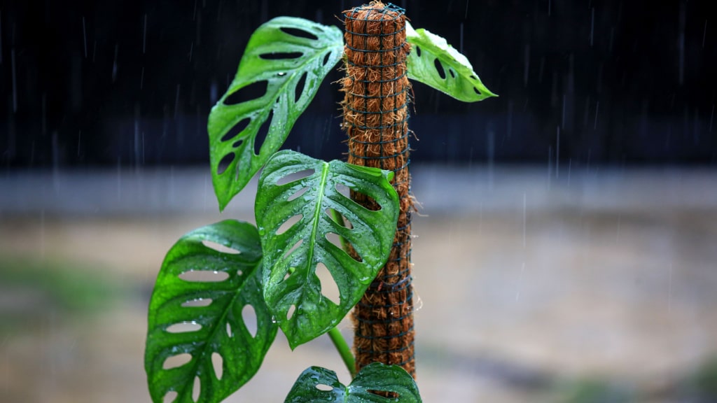 Möchte gerne hoch hinaus: die Monstera acuminata ist eine Kletterpflanze.
