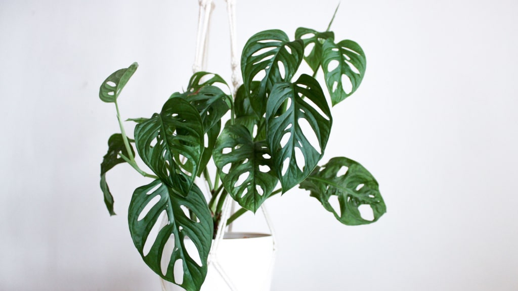 Auch im Kübel können einige Monstera Arten begeistern: die Monstera adansonii.