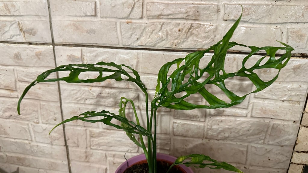Eine der eher auffälligen Monstera Arten: die Monstera obliqua.