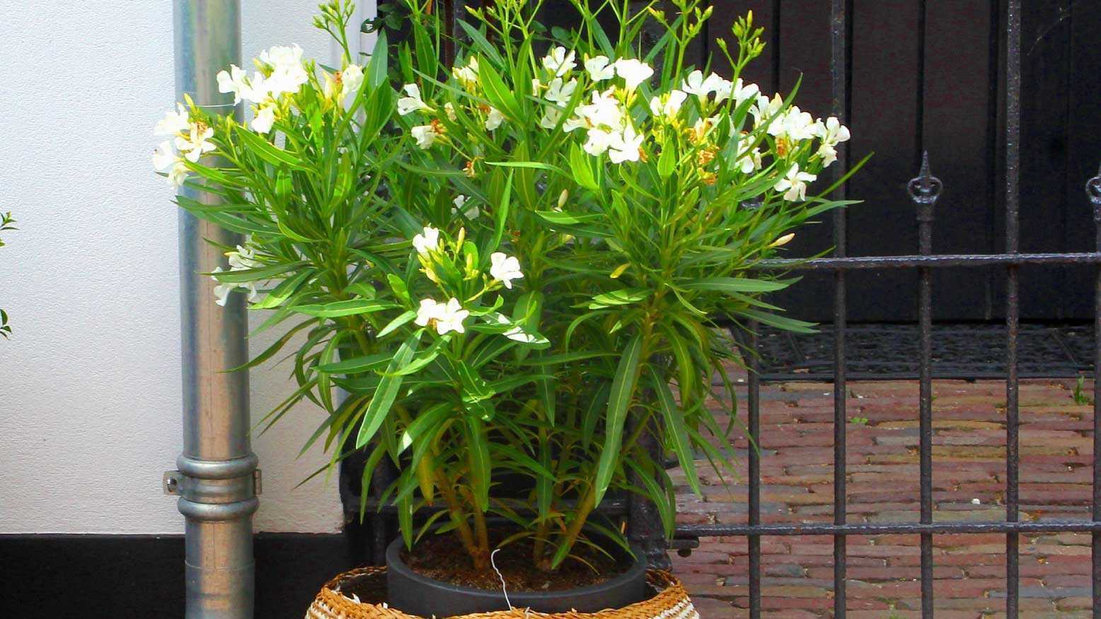 Inzwischen wird der hübsch blühende Oleander in unseren Breiten immer öfter als Zimmerpflanze kultiviert.