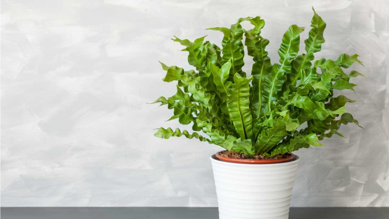 Nestfarn (Asplenium nidus)