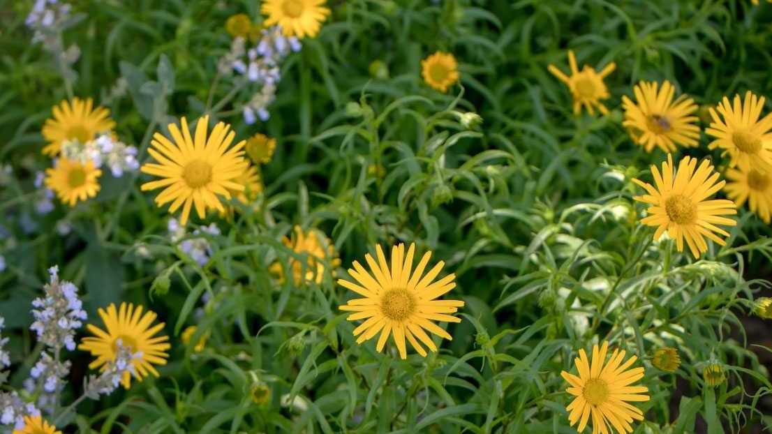 Gelbe Blüten des Ochsenauges