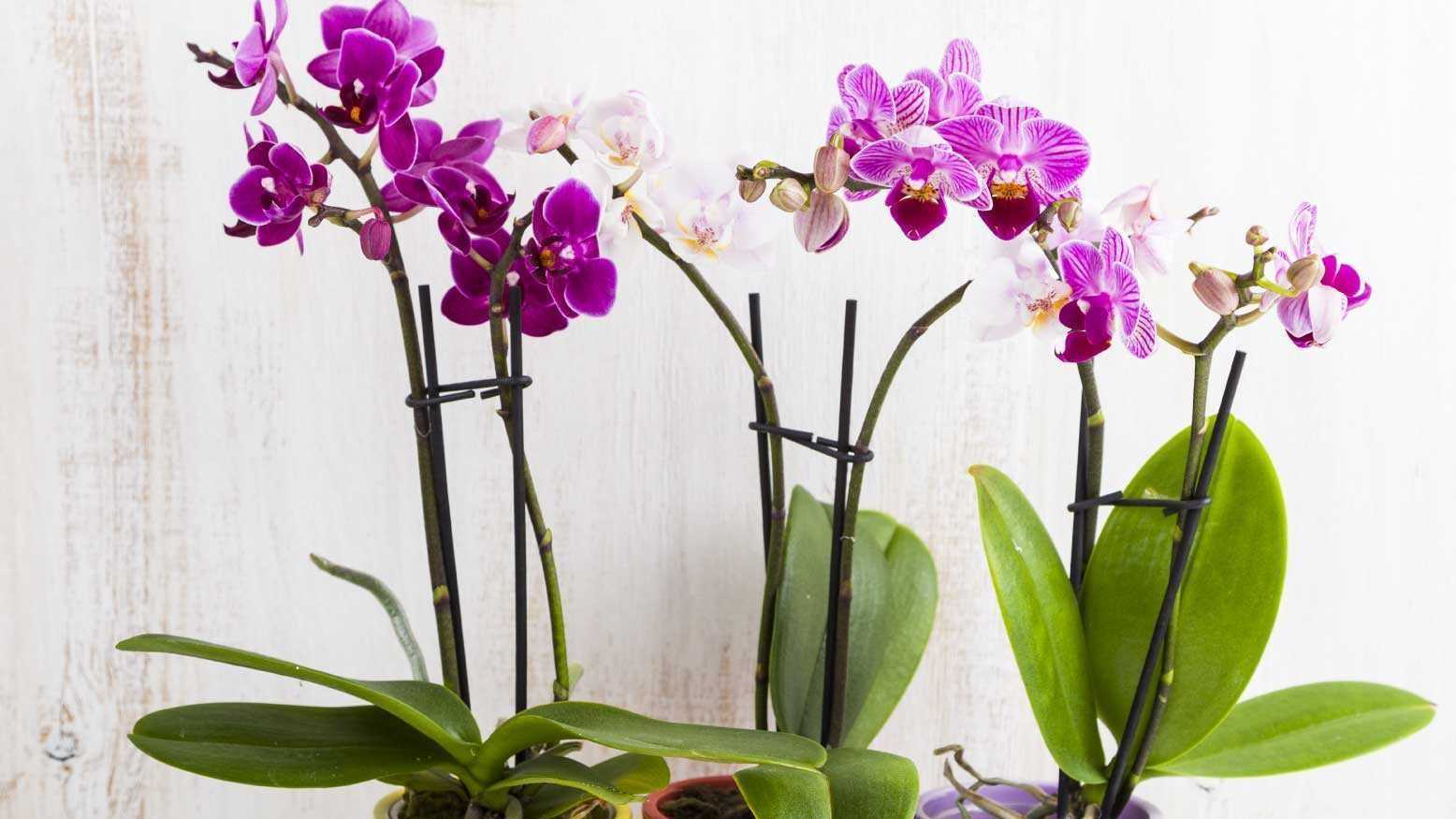 An den Orchideen scheiden sich die geister. Die einen behaupten, sie seien entgegen vieler Behauptungen nicht giftig für Mensch und Tier