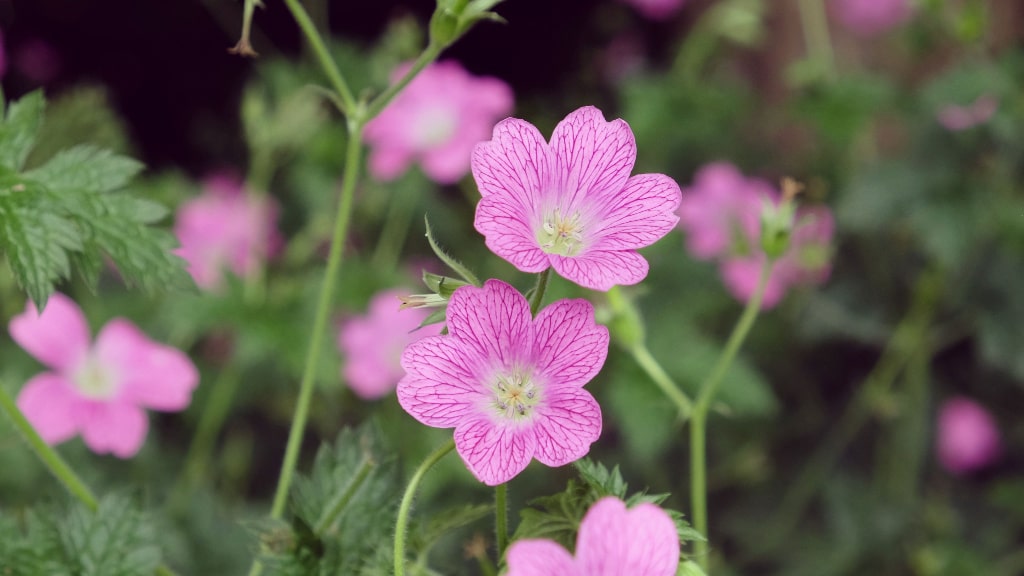 Rosafarbene Blüten des Oxford-Storchschnabels