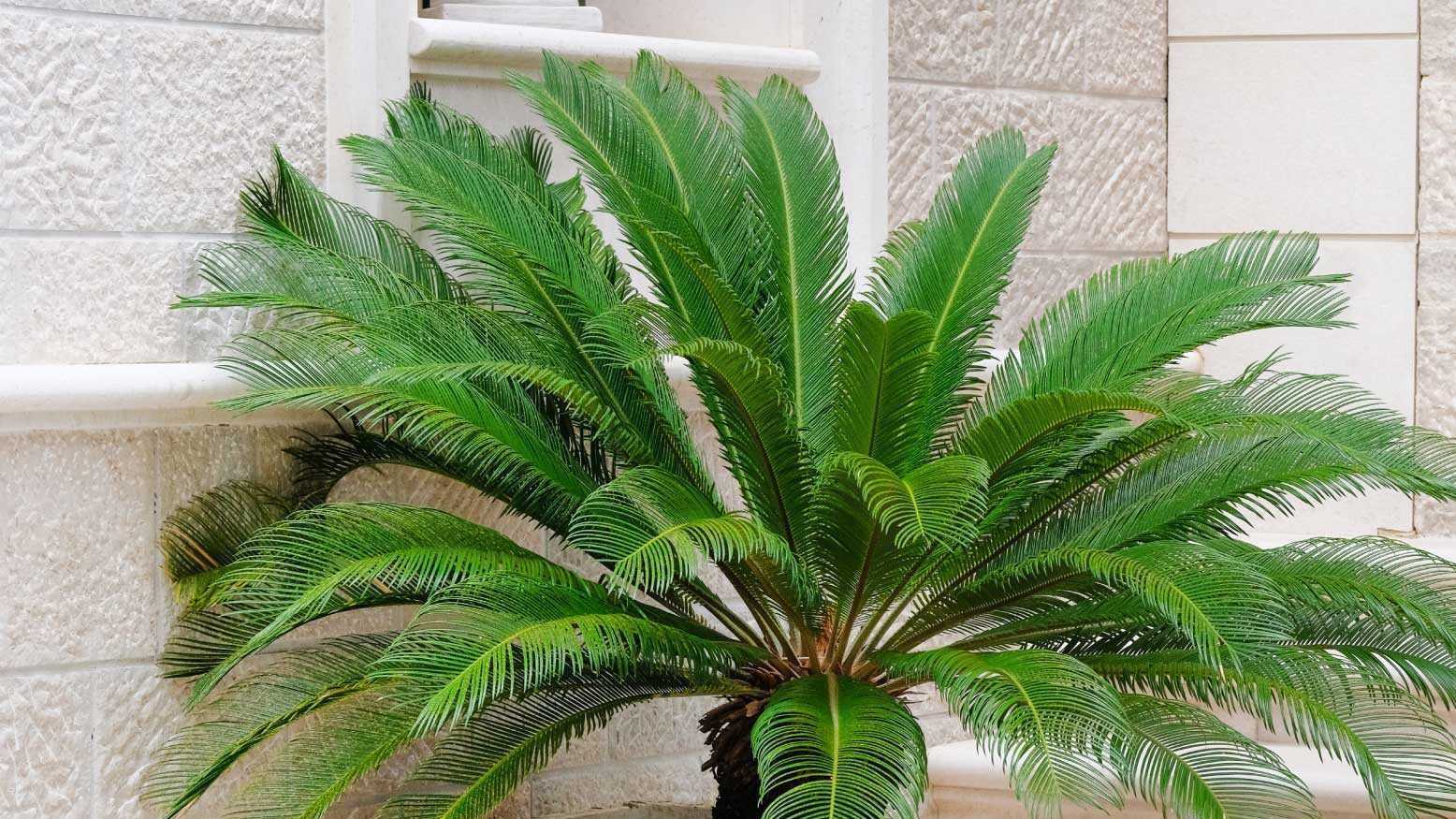 Alle Teile des Palmfarns gelten als unbekömmlich bis hochgiftig.