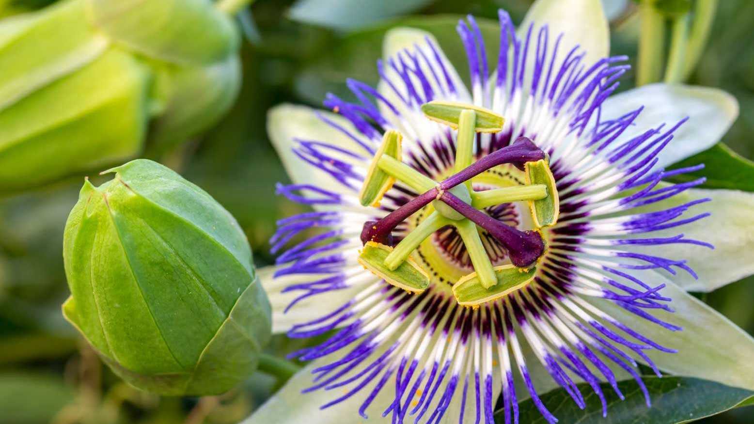Die bekannteste genießbare Passionsblume ist die schmackhafte Maracuja. Allerdings gibt es einige Arten, die für Mensch und Tier weniger bekömmlich sind.