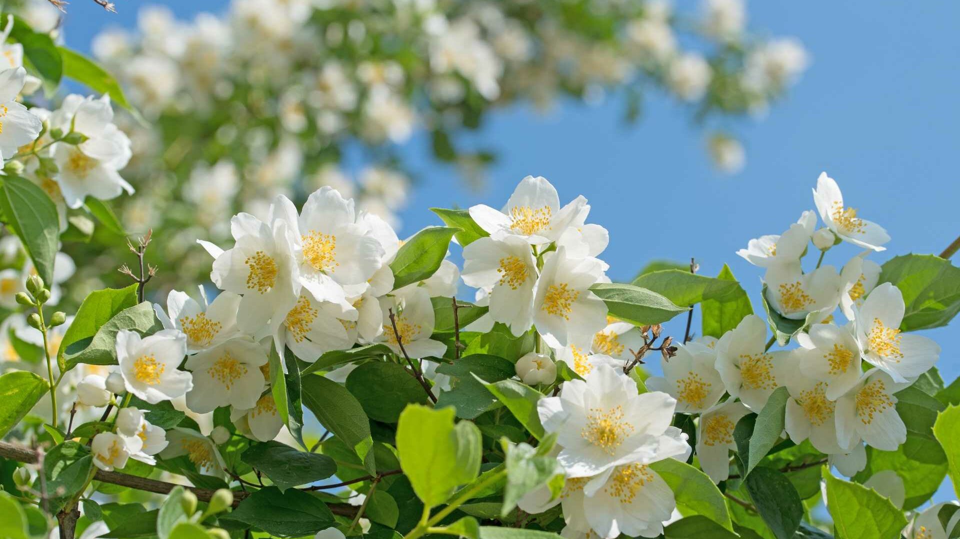 Pfeifenstrauch (Philadelphus coronarius)