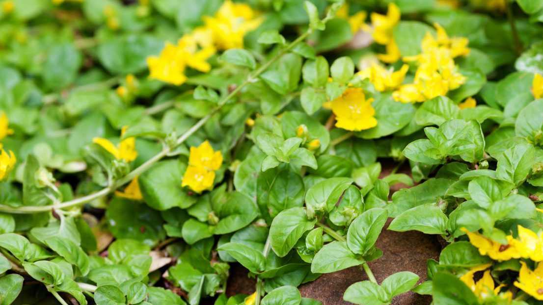 Grünes Pfennigkraut mit gelben Blüten auf Boden