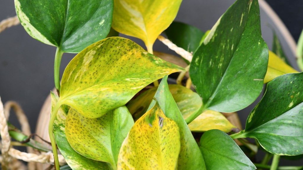 Zimmerpflanze mit gelb verfärbten Blättern
