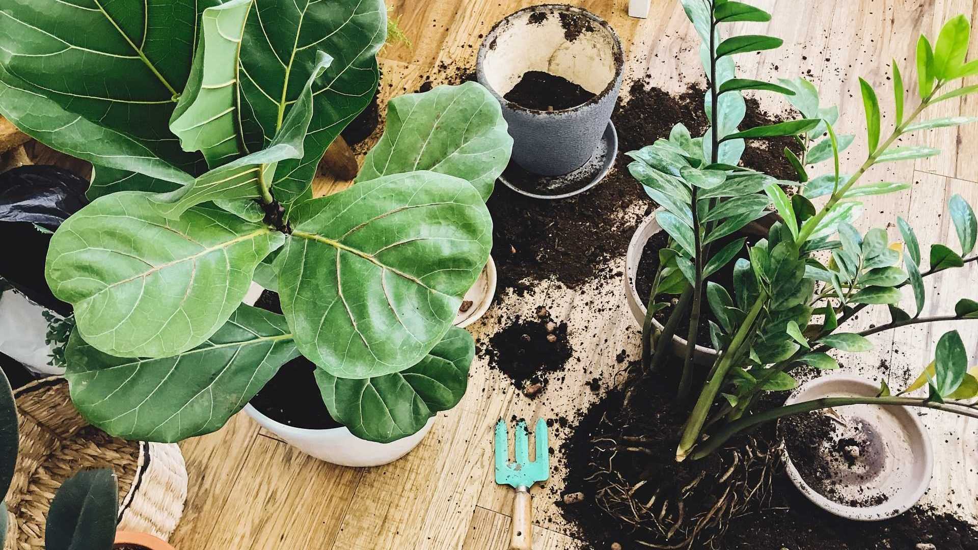 Zimmerpflanzen und Pflanztöpfe neben verschütteter Blumenerde