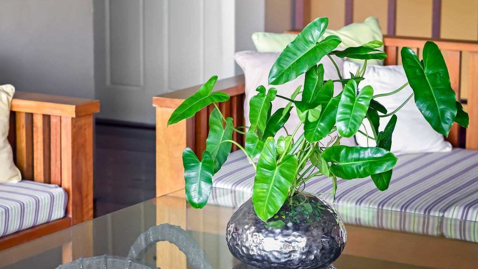 Die ausladenden Kletter- und Blattpflanzen der Gattung Philodendron gehört auch zu den giftigen Zimmerpflanzen für Hunde.