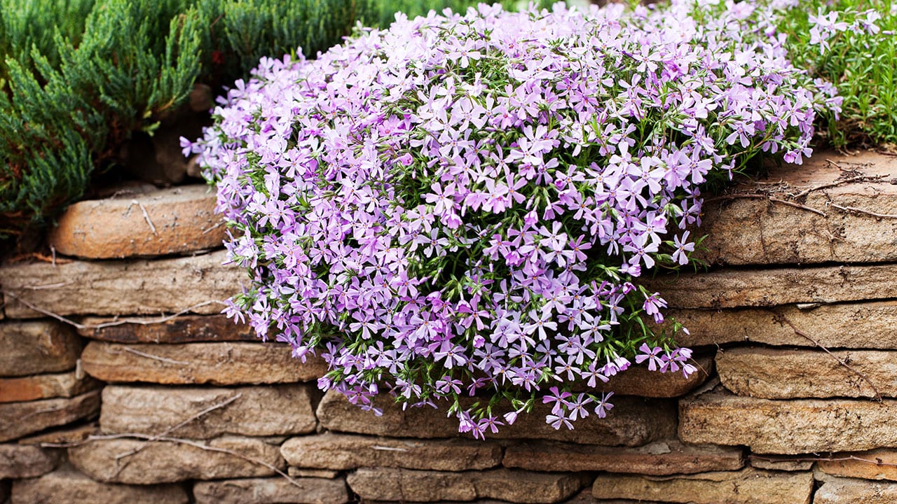 Der Polsterphlox wächst krautigartig.