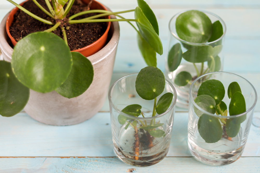 Bei der Vermehrung können die Stecklinge vorübergehend in ein Glas mit Wasser gesetzt werden, bis sie neue Wurzeln bekommen