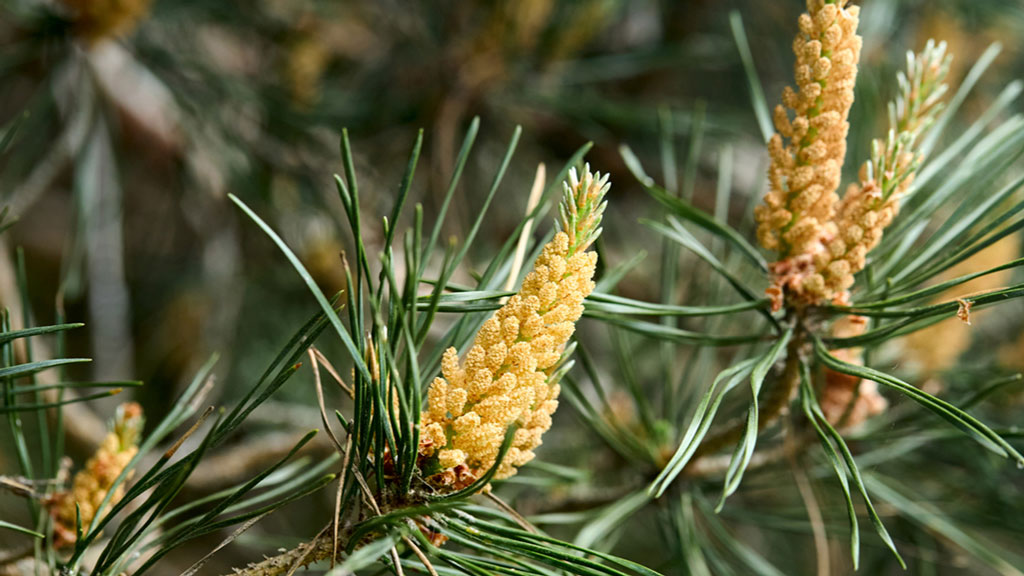 Eine Blühende Waldkiefer 