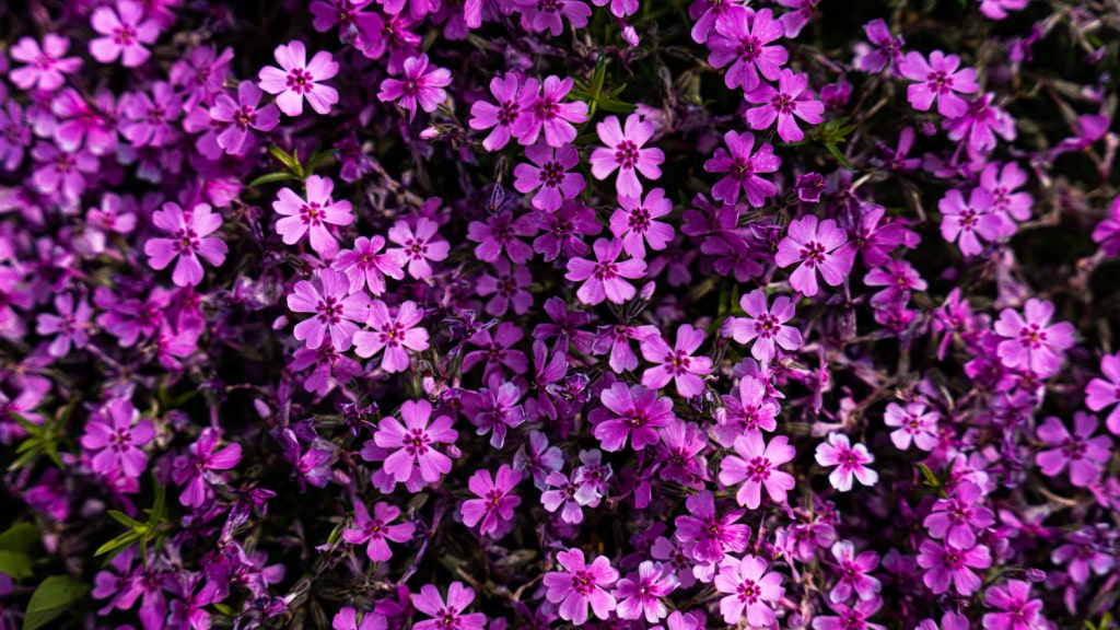 Dichter Teppich aus violetten Polsterphlox-Blüten