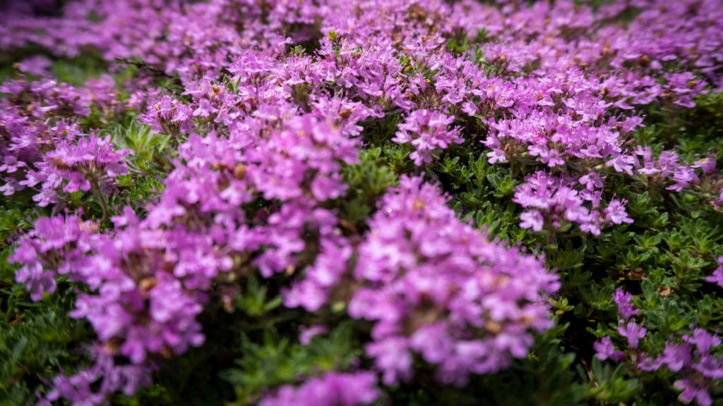 Rosa blühender Polster-Thymian