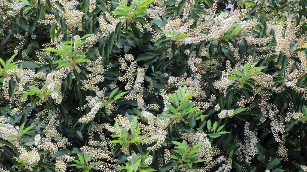 Ein Blühender Portugiesischer Lorbeer (Prunus lusitanica)