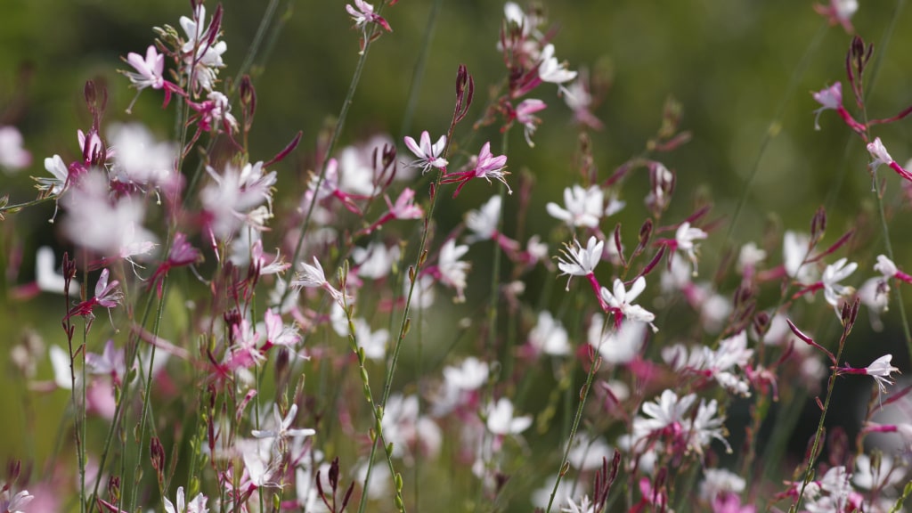Prachtkerze (Oenothera lindheimeri)