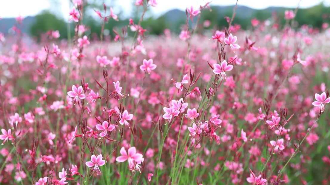 Rosafarbene Blüten der Prachtkerze