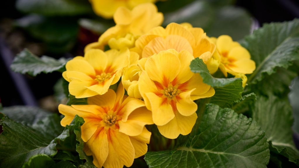 Gelbe Primelblüten zwischen grünen Blättern