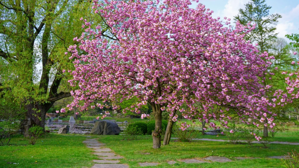 Die Blüten der Japanischen Zierkirsche sind ein absoluter Hingucker.