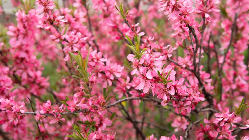Rosafarbene Blüten einer Zwerg-Mandel an kahlen Zweigen
