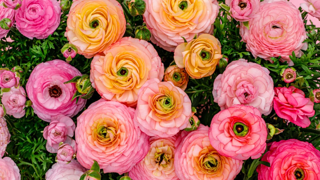 Rosa und apricotfarbene Ranunkeln in Nahaufnahme