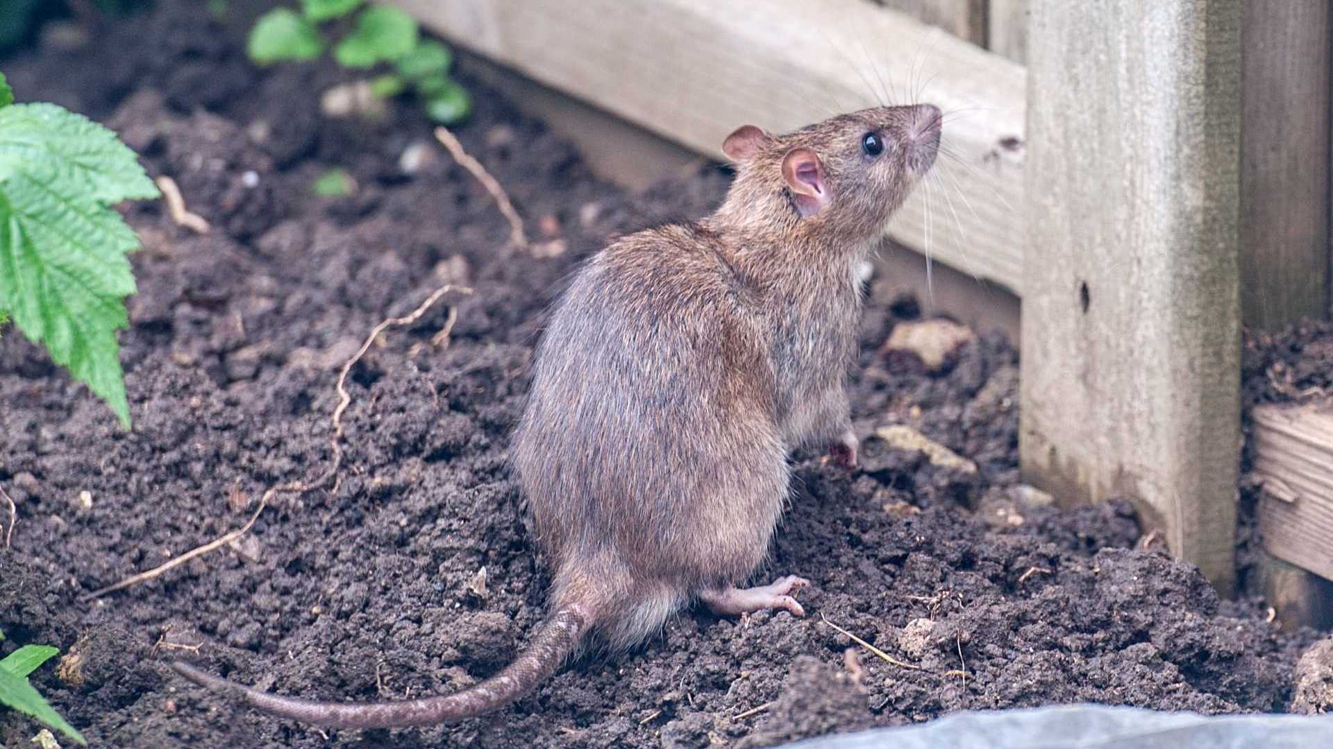 Ratten im Garten können ohne Gift bekämpft werden.