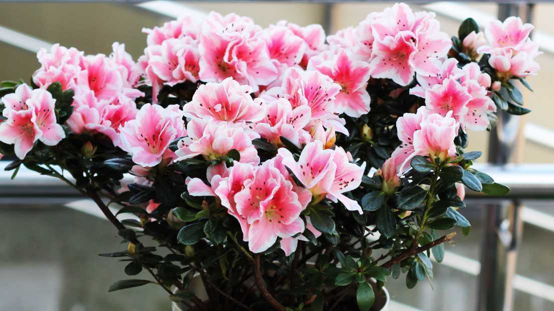 Einen Rhododendron im Zimmer? Das geht nich. Doch die Azallee kommt als blühende Zimmerpflanze schon sehr nah ran.