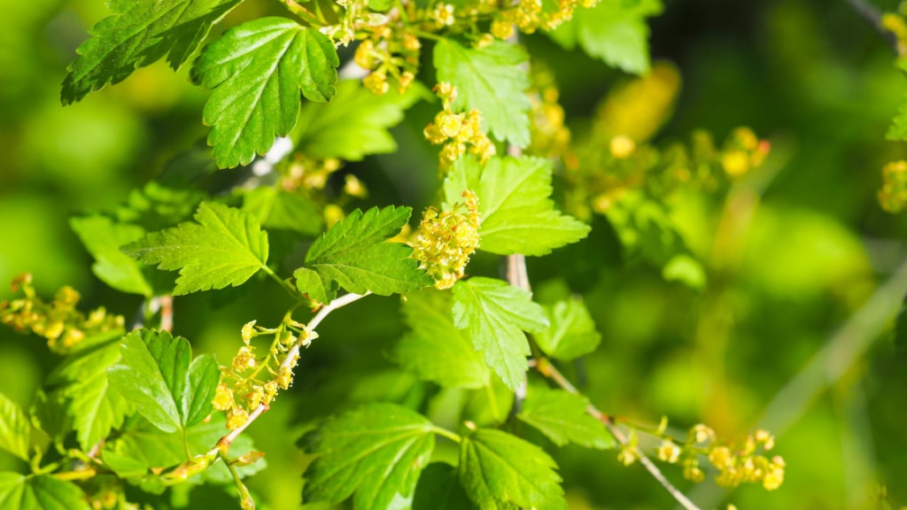 Grüne Blätter und unscheinbare Blüten der Alpen-Johannisbeere
