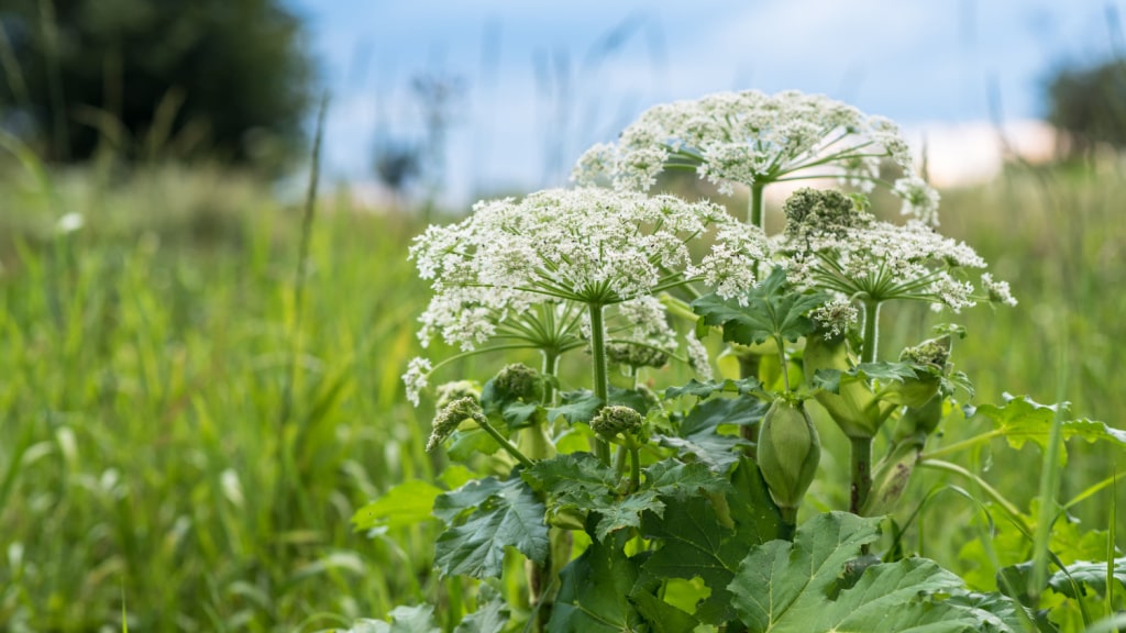 Blühender Riesen-Bärenklau (Heracleum mantegazzianum)