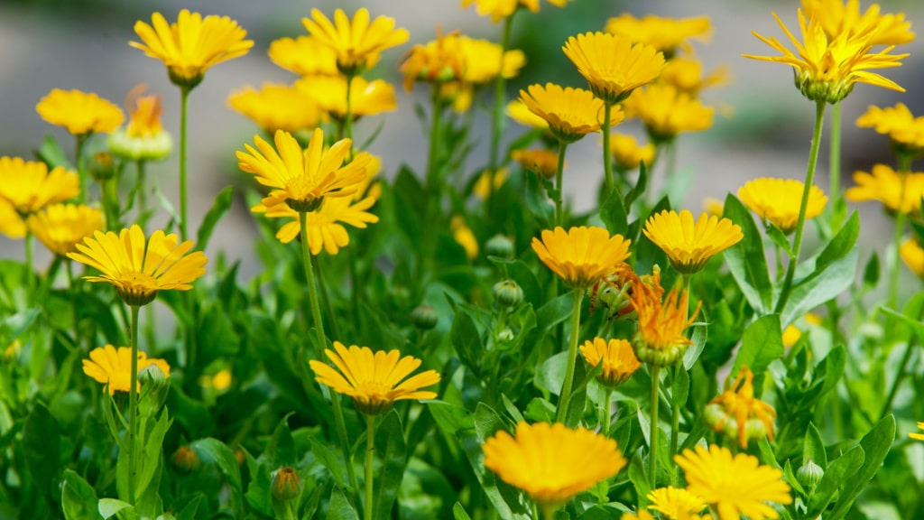Beet mit zahlreichen gelben Ringelblumen