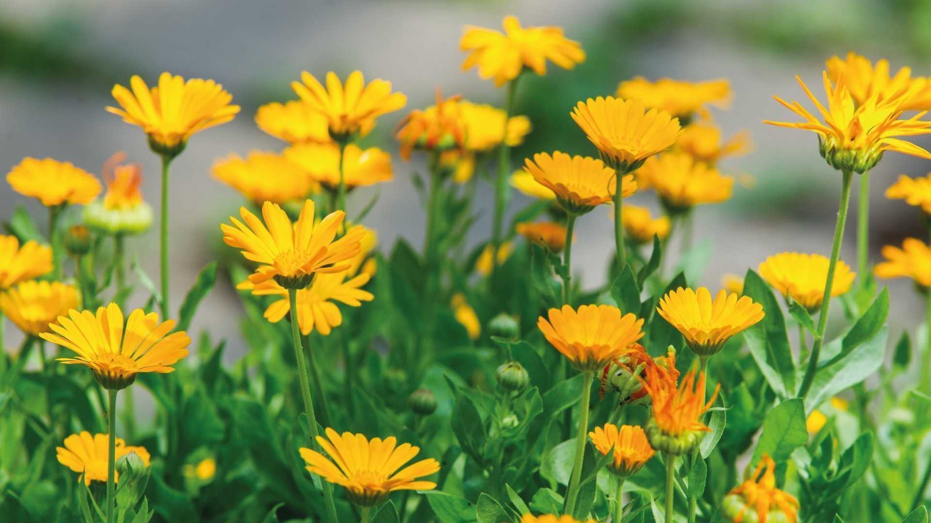 Ringelblumen
