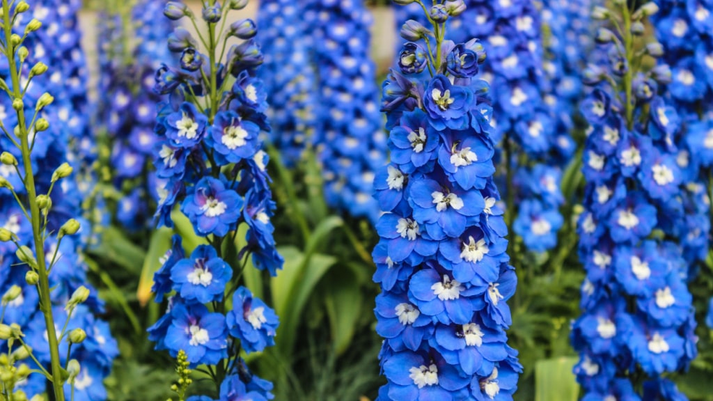 Blaue Blütenstände des Rittersporns
