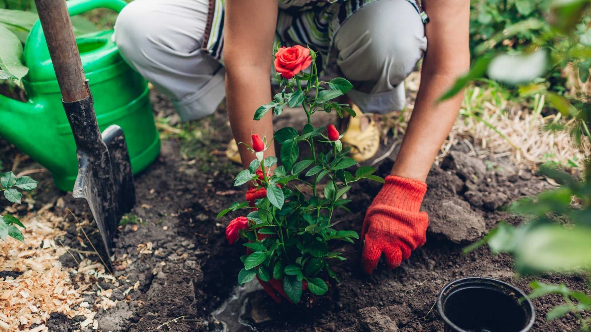 Frau pflanzt Rosen ein