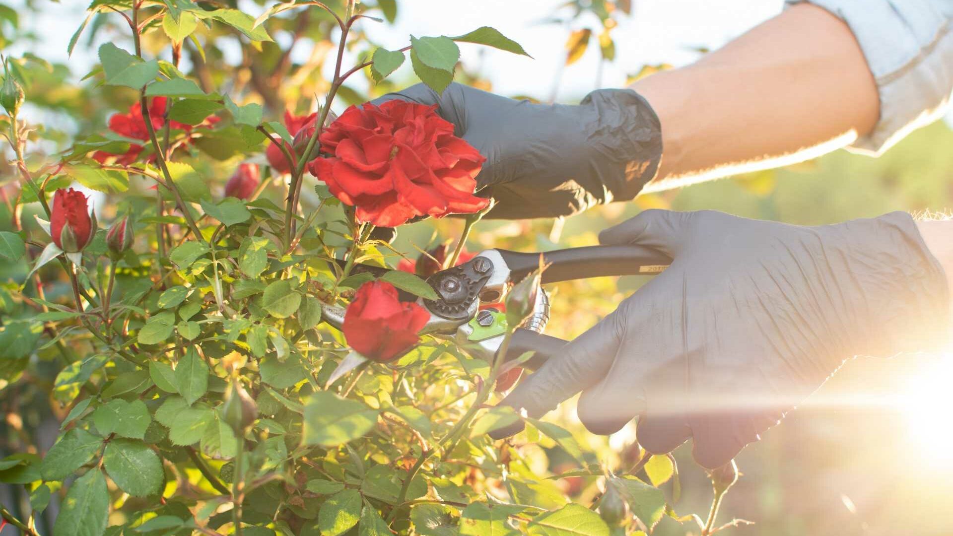 Mann schneidet rote Rosen und zeigt Fehler Rosenschnitt