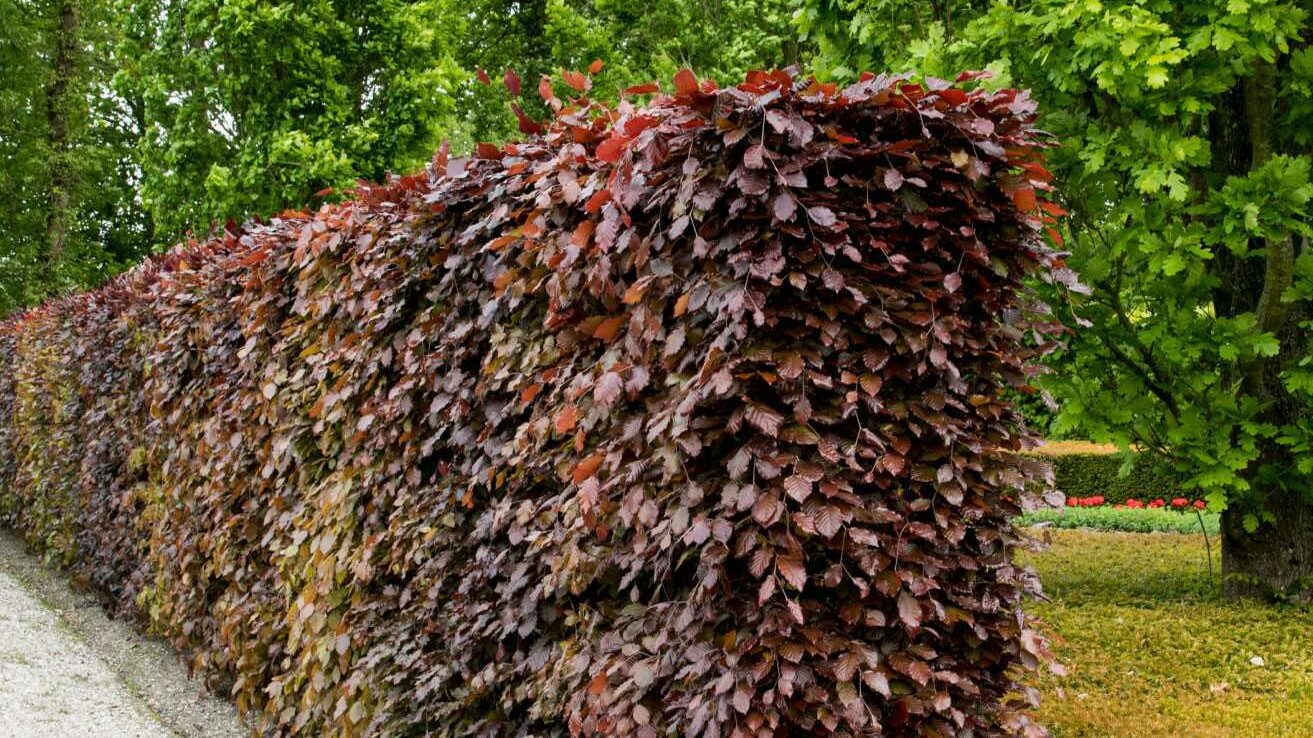 Rotbuche (Fagus sylvatica)
