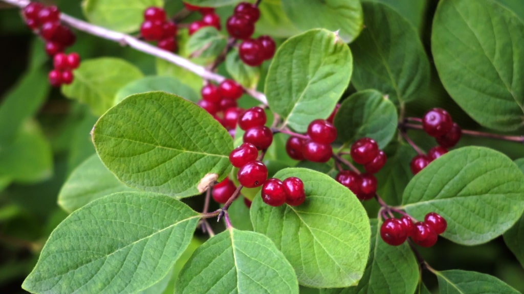Rote Heckenkirschen zwischen grünen Blättern