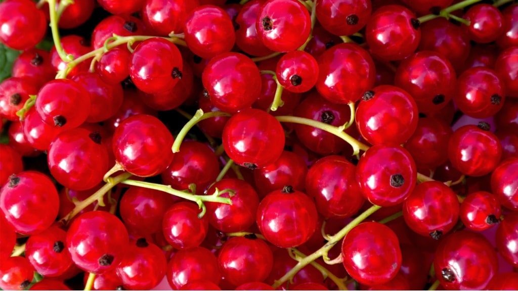 Rote Johannisbeere (Ribes rubrum)