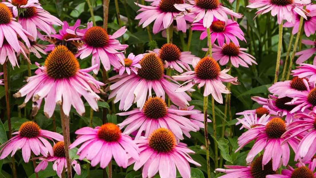Rosafarbene Blüten des Roten Sonnenhuts mit dunkler Blütenmitte