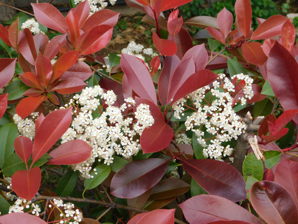Glanzmispel mit roten Blättern und weißen Blüten