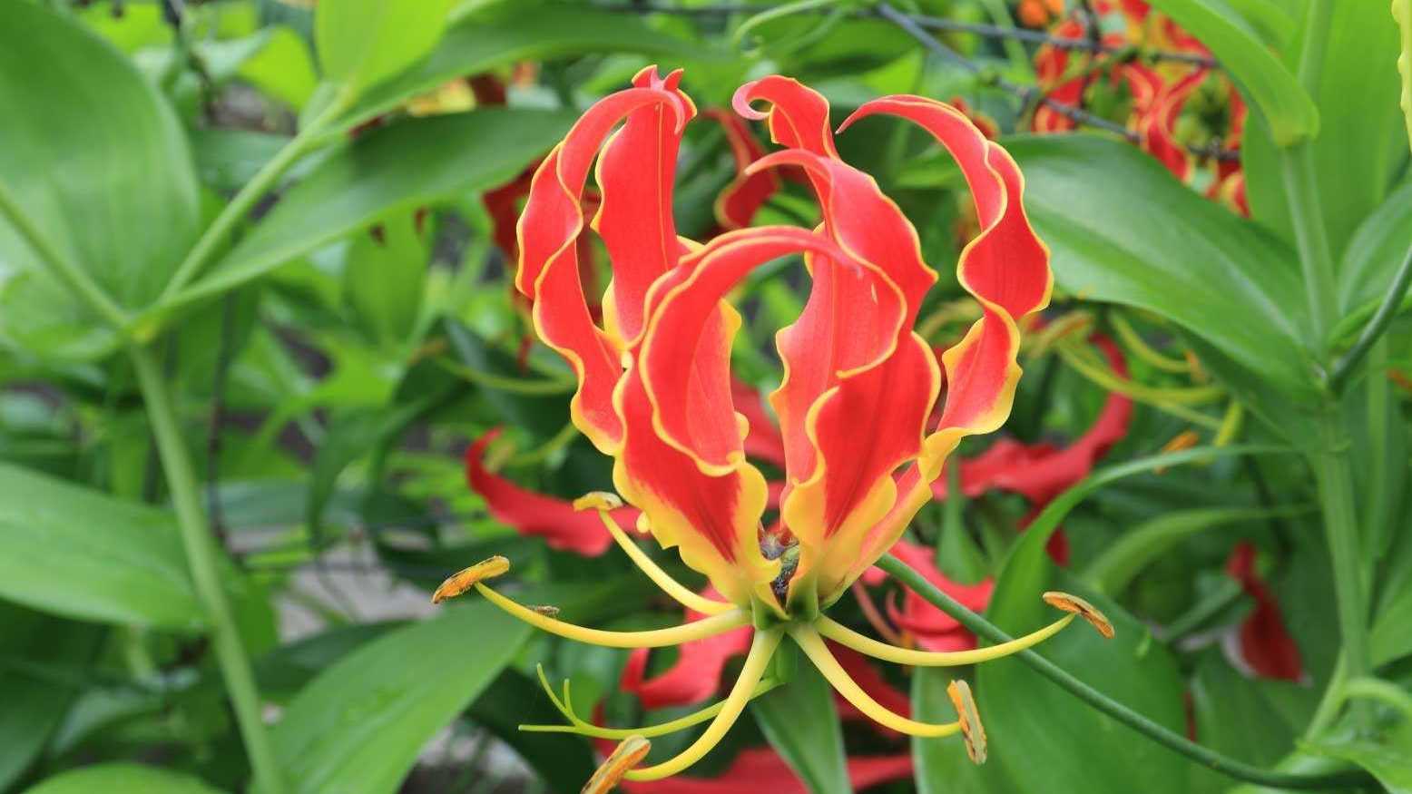 Zwei Sorte dieser Prachtlilie (Gloriosa superba, Gloriosa rothschildiana) gelten als giftig und sind von Hunden fern zuhalten.