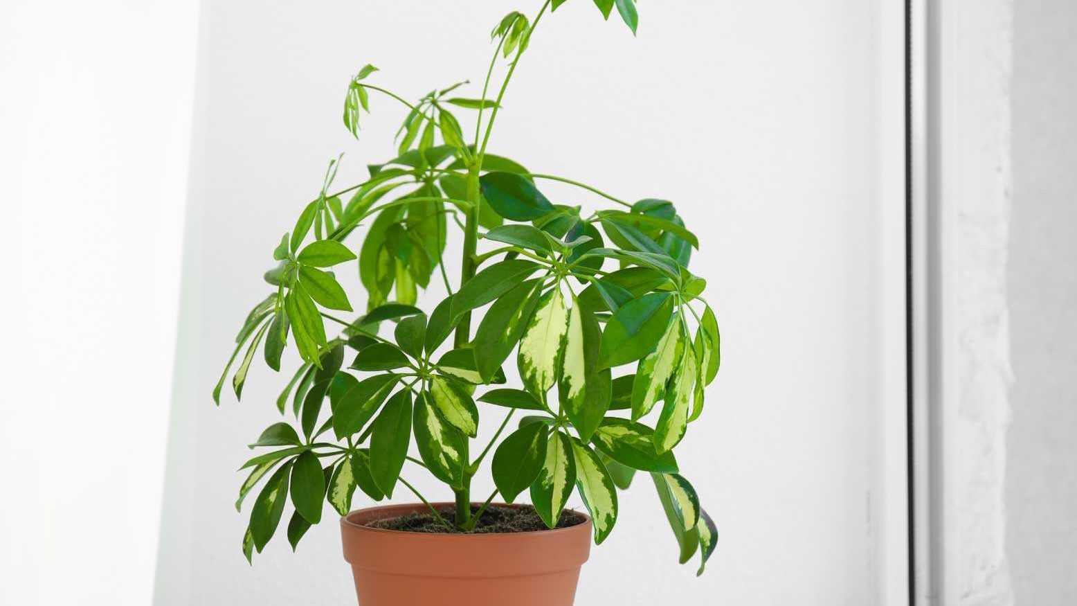 Obwohl die Schefflera dafür bekannt ist, Raumgifte zu filtern, ist sie selbst leicht toxisch