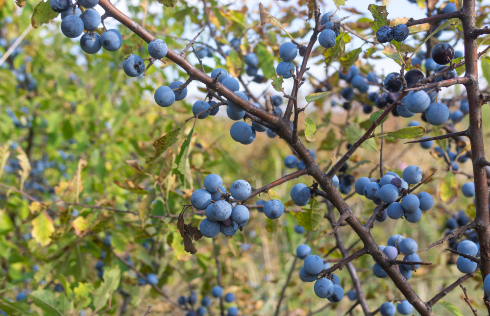 Schlehenzweig mit zahlreichen blauen Früchten