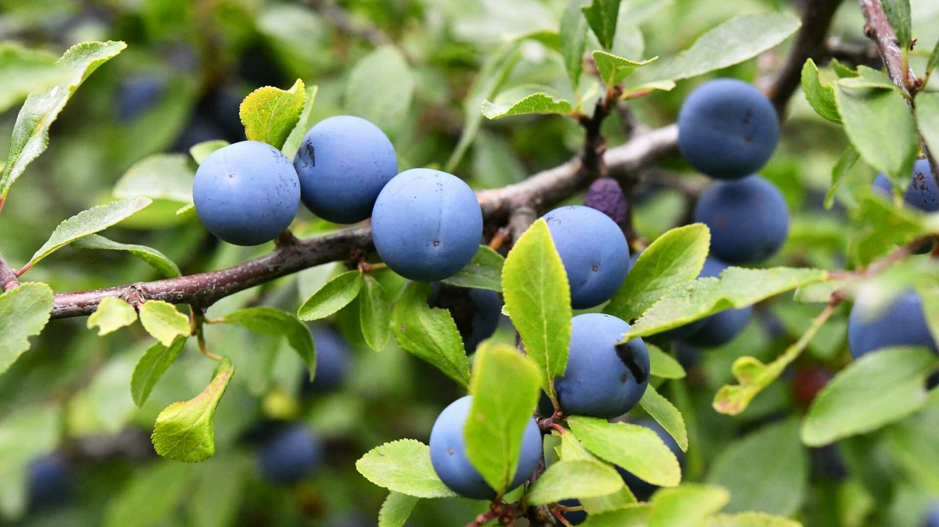 Schlehe (Prunus spinosa)