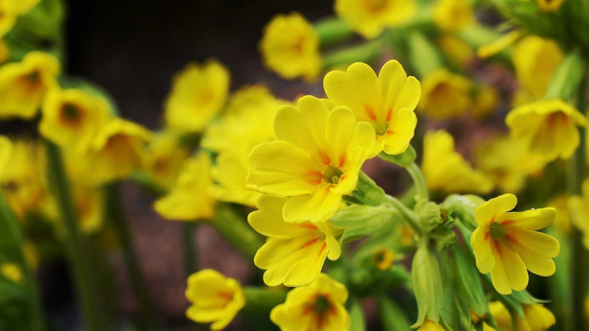 Schlüsselblume