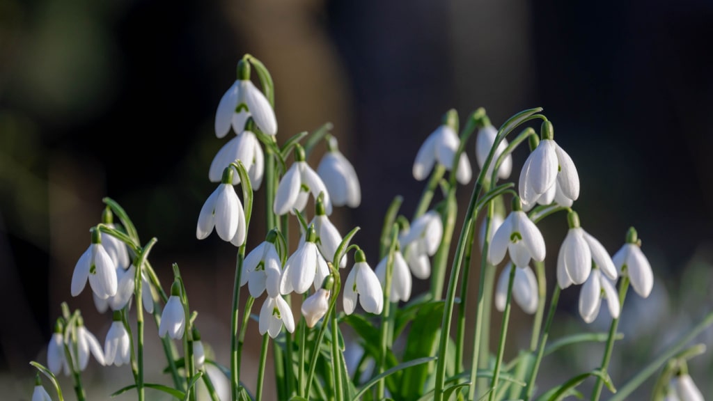 Mehrere weiße Schneeglöckchen im Sonnenlicht