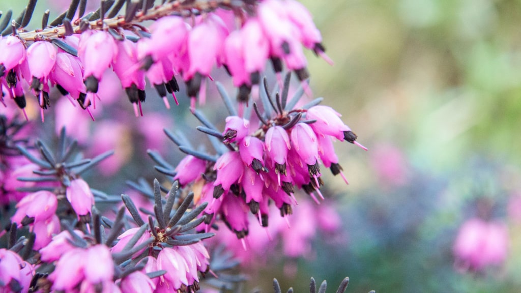 Rosa blühende Schneeheide mit glockenförmigen Blüten